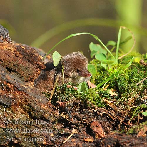 Sorex araneus h0682