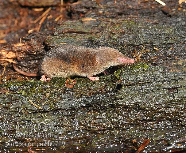 Sorex araneus Common Shrew Musaraigne carrelet Waldspitzmaus