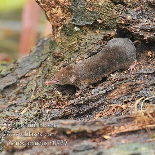 Toporagno comune Gewone Bosspitsmuis Almindelig spidsmusen