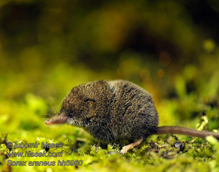 Common Shrew Sorex araneus