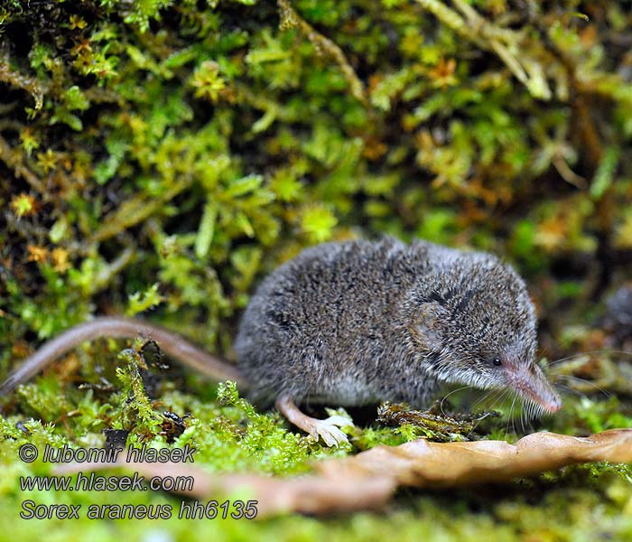 Rejsek obecný Sorex araneus