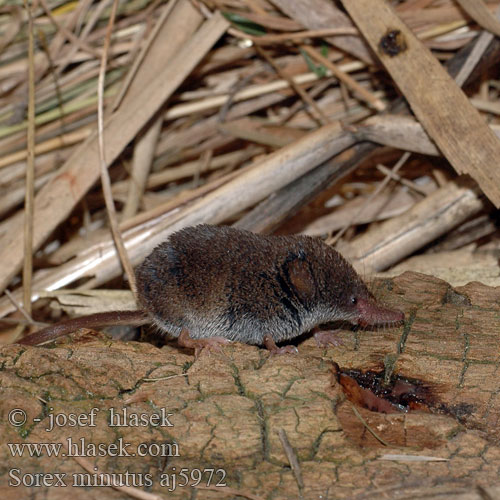 Sorex minutus Rejsek malý Pygmy Shrew Малка кафявозъбка Dværgspidsmus Vaivaispäästäinen Musaraigne pygmée Dwergspitsmuis Toporagno Nano ヨーロッパヒメトガリネズミ Törpecickány Zwergspitzmaus Dvergspissmus Ryjówka malutka Mалая бурозубка землеройка-малютка Piskor malý Musaraña enana Dvärgnäbbmus Sivriburunlu cücefare Mідиця мала