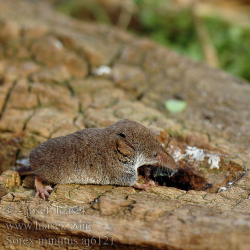 Sorex minutus aj6121