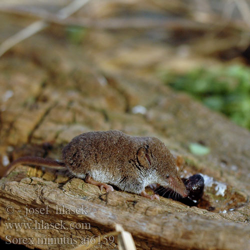 Musaraña enana Dvärgnäbbmus Sivriburunlu cücefare Mідиця мала Sorex minutus Rejsek malý Pygmy Shrew Малка кафявозъбка Dværgspidsmus Vaivaispäästäinen Musaraigne pygmée Dwergspitsmuis Toporagno Nano ヨーロッパヒメトガリネズミ Törpecickány Zwergspitzmaus Dvergspissmus Ryjówka malutka Mалая бурозубка землеройка-малютка Piskor malý