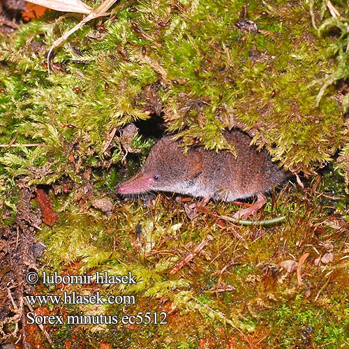 Rejsek malý Pygmy Shrew Малка кафявозъбка Dværgspidsmus Vaivaispäästäinen Musaraigne pygmée Dwergspitsmuis Toporagno Nano ヨーロッパヒメトガリネズミ Törpecickány Zwergspitzmaus Dvergspissmus Ryjówka malutka Mалая бурозубка землеройка-малютка Piskor malý Musaraña enana Dvärgnäbbmus Sivriburunlu cücefare Mідиця мала Sorex minutus