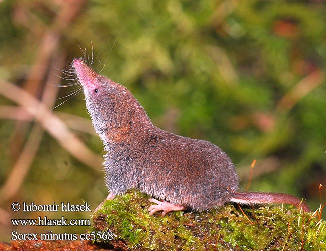 Vaivaispäästäinen Musaraigne pygmée Dwergspitsmuis Toporagno Nano ヨーロッパヒメトガリネズミ Törpecickány Zwergspitzmaus Dvergspissmus Ryjówka malutka Mалая бурозубка землеройка-малютка Piskor malý Musaraña enana Dvärgnäbbmus Sivriburunlu cücefare Mідиця мала Sorex minutus Rejsek malý Pygmy Shrew Малка кафявозъбка Dværgspidsmus