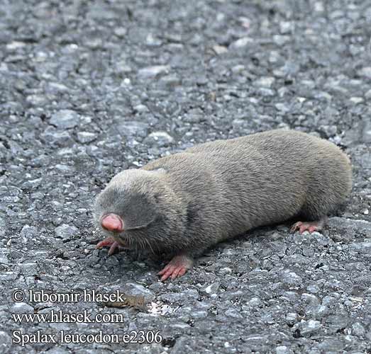 Spalax leucodon e2306 Nannospalax UK: Lesser Mole Rat FI: Unkarinsokkohiiri Sokkohiiri FR: Rat taupe NL: kleine blindmuis IT: Spalace Ungherese HU: Nyugati földikutya Westblindmaus SK: slepec malý podzemný CZ: slepec malý UO: сліпачок білозубий RU: Слепыш белозубый LT: baltadantis aklys GR: Μικροτυφλοποντικός