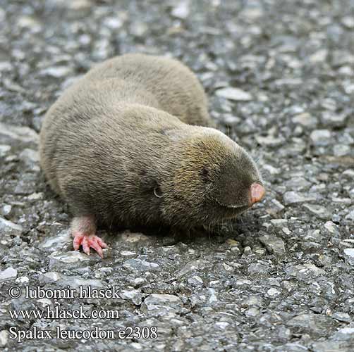 Spalax leucodon e2308 Nannospalax UK: Lesser Mole Rat FI: Unkarinsokkohiiri Sokkohiiri FR: Rat taupe NL: kleine blindmuis IT: Spalace Ungherese HU: Nyugati földikutya Westblindmaus SK: slepec malý podzemný CZ: slepec malý UO: сліпачок білозубий RU: Слепыш белозубый LT: baltadantis aklys GR: Μικροτυφλοποντικός