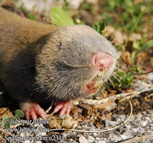 Spalax leucodon e2311 Nannospalax UK: Lesser Mole Rat FI: Unkarinsokkohiiri Sokkohiiri FR: Rat taupe NL: kleine blindmuis IT: Spalace Ungherese HU: Nyugati földikutya Westblindmaus SK: slepec malý podzemný CZ: slepec malý UO: сліпачок білозубий RU: Слепыш белозубый LT: baltadantis aklys GR: Μικροτυφλοποντικός