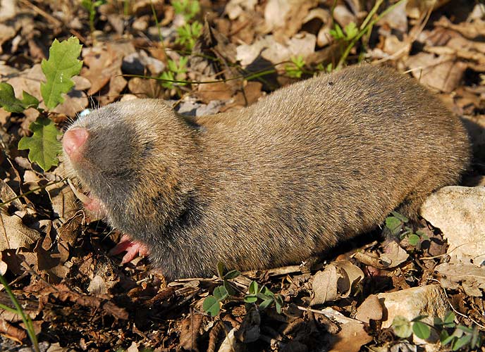 Spalax leucodon e2317 Nannospalax UK: Lesser Mole Rat FI: Unkarinsokkohiiri Sokkohiiri FR: Rat taupe NL: kleine blindmuis IT: Spalace Ungherese HU: Nyugati földikutya Westblindmaus SK: slepec malý podzemný CZ: slepec malý UO: сліпачок білозубий RU: Слепыш белозубый LT: baltadantis aklys GR: Μικροτυφλοποντικός