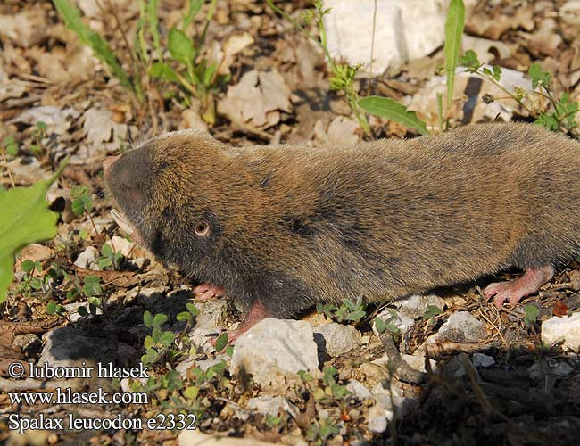 Spalax leucodon e2332 Nannospalax UK: Lesser Mole Rat FI: Unkarinsokkohiiri Sokkohiiri FR: Rat taupe NL: kleine blindmuis IT: Spalace Ungherese HU: Nyugati földikutya Westblindmaus SK: slepec malý podzemný CZ: slepec malý UO: сліпачок білозубий RU: Слепыш белозубый LT: baltadantis aklys GR: Μικροτυφλοποντικός