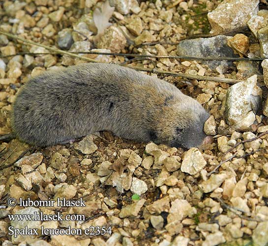 Spalax leucodon e2354 Nannospalax UK: Lesser Mole Rat FI: Unkarinsokkohiiri Sokkohiiri FR: Rat taupe NL: kleine blindmuis IT: Spalace Ungherese HU: Nyugati földikutya Westblindmaus SK: slepec malý podzemný CZ: slepec malý UO: сліпачок білозубий RU: Слепыш белозубый LT: baltadantis aklys GR: Μικροτυφλοποντικός