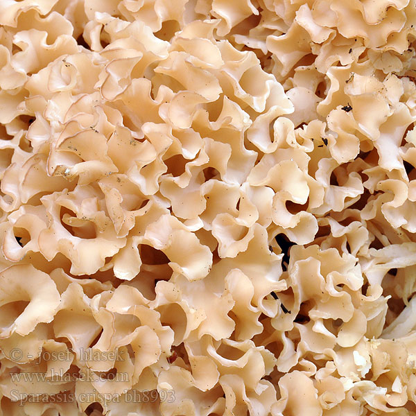 Krause Glucke Szmaciak gałęzisty Kučierka veľká Kotrč kadeřavý Blomkålsskvamp Blomkålsopp Sparassis crispa Wood Cauliflower Blomkålssvamp Kurttusieni Clavaire crépue ou chou-fleur Grote sponszwam Fodros káposztagomba