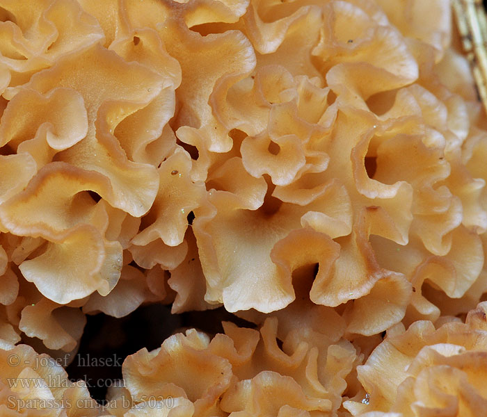 Kotrč kadeřavý Blomkålsskvamp Blomkålsopp Sparassis crispa Wood Cauliflower Blomkålssvamp Kurttusieni Clavaire crépue ou chou-fleur Grote sponszwam Fodros káposztagomba