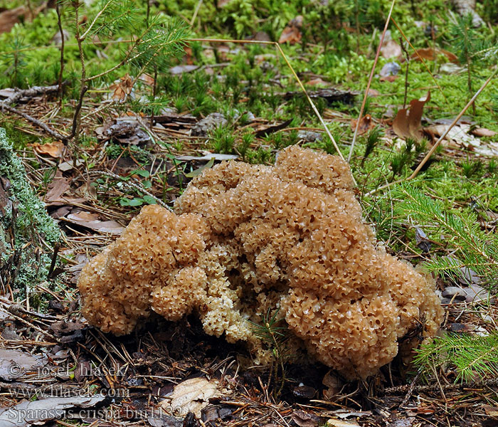 Sparassis crispa Wood Cauliflower Blomkålssvamp Kurttusieni Clavaire crépue ou chou-fleur Grote sponszwam Fodros káposztagomba