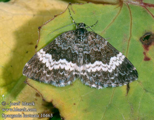 Spargania luctuata 10463