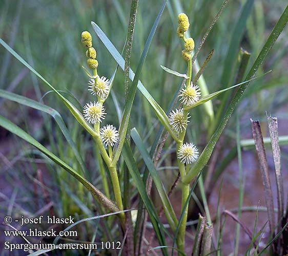 Sparganium emersum simplex Einfache Igelkolben Enkelt Pindsvineknop