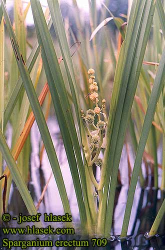 Sparganium erectum Ästiger Igelkolben ježohlav vzpriamený