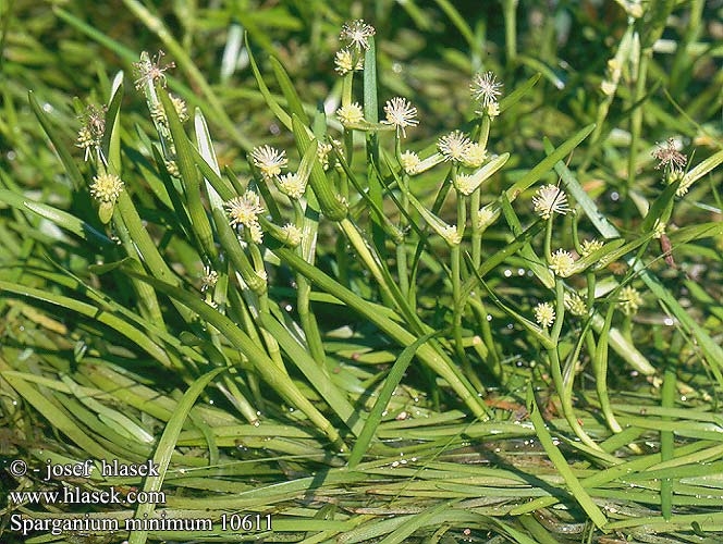 Sparganium minimum Least Bur-reed Zwergigelkolben Zwerg-igelkolben