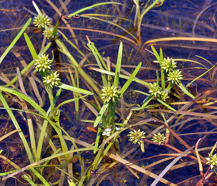 Sparganium minimum