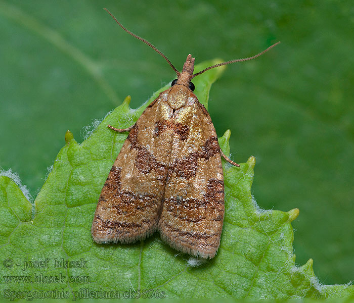 Sparganothis pilleriana Obaleč révový Springwurm-Wickler