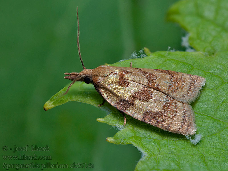Sparganothis pilleriana Long-palped tortrix Obaľovač viničový