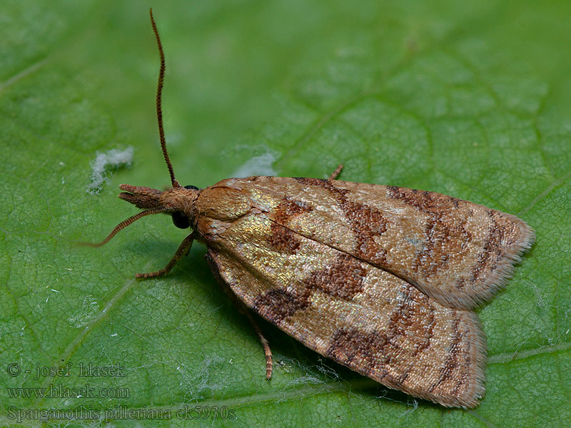 Sparganothis pilleriana Pyrale Vigne Виноградная листовертка