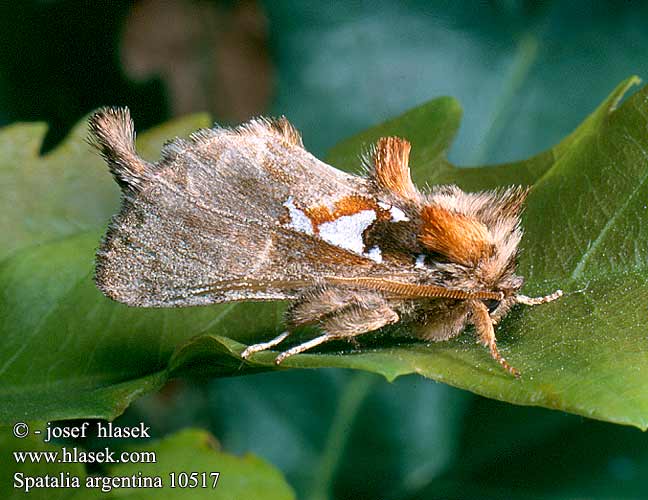 Spatalia argentina Silberfleck-Zahnspinner Naramiennica srebrnica