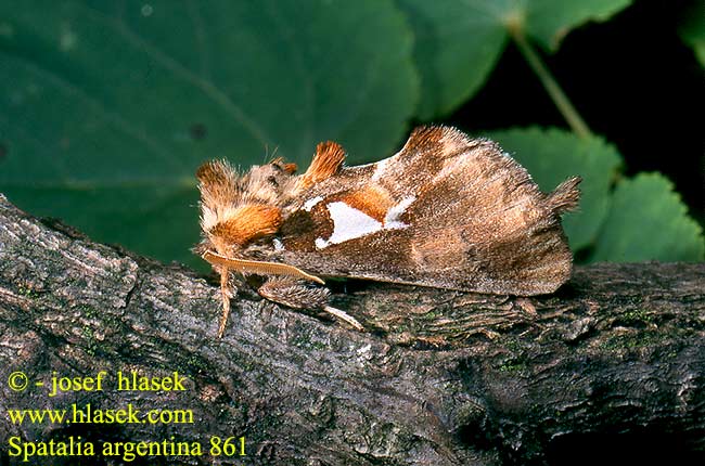 Spatalia argentina Хохлатка серебристая Chochlatka striebroškvrnná