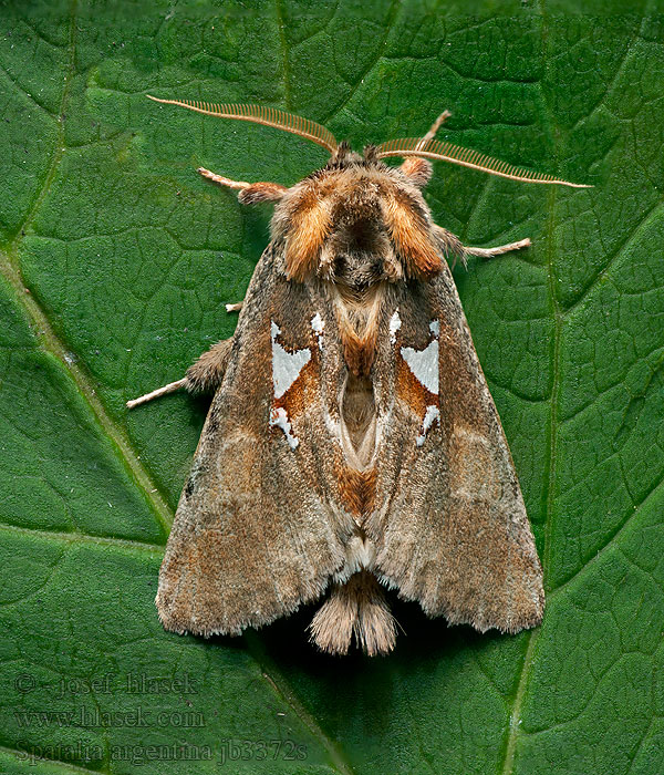 Silberfleck-Zahnspinner Naramiennica srebrnica Spatalia argentina