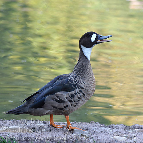 Speculanas specularis Anas Spectacled Duck Kachna bronzovokřídlá Kupferspiegelente Bronzevinget And Anade Anteojillo Sepelsorsa Canard lunettes Anatra alibronzate ノドジロガモ Bronsvleugeleend Kaczka bialogardla Бронзовокрылая утка