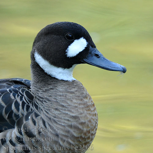 ノドジロガモ Bronsvleugeleend Kaczka bialogardla Бронзовокрылая утка Speculanas specularis Anas Spectacled Duck Kachna bronzovokřídlá Kupferspiegelente Bronzevinget And Anade Anteojillo Sepelsorsa Canard lunettes Anatra alibronzate