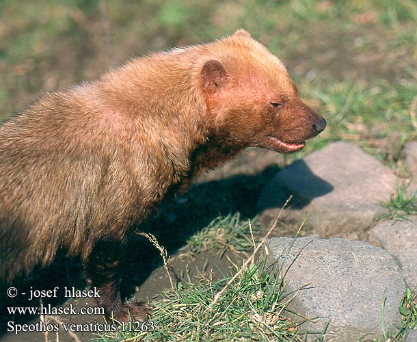 Speothos venaticus UK: Bush Dog FI: Pensaskoira FR: Chien bois NL: boshond IT: cane della montagna HU: őserdei kutya erdeikutya DE: Waldhund PL: pies leśny CZ: Pes pralesní ES: perro de monte SE: buskhund