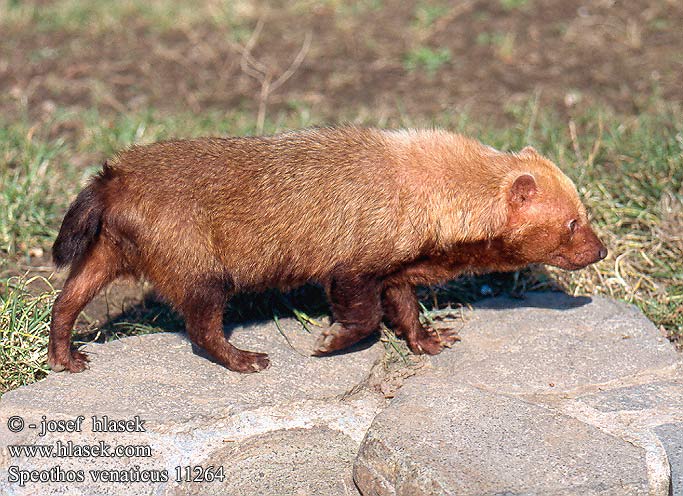 Speothos venaticus UK: Bush Dog FI: Pensaskoira FR: Chien bois NL: boshond IT: cane della montagna HU: őserdei kutya erdeikutya DE: Waldhund PL: pies leśny CZ: Pes pralesní ES: perro de monte SE: buskhund