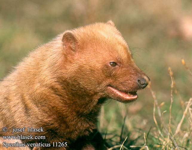 Speothos venaticus UK: Bush Dog FI: Pensaskoira FR: Chien bois NL: boshond IT: cane della montagna HU: őserdei kutya erdeikutya DE: Waldhund PL: pies leśny CZ: Pes pralesní ES: perro de monte SE: buskhund