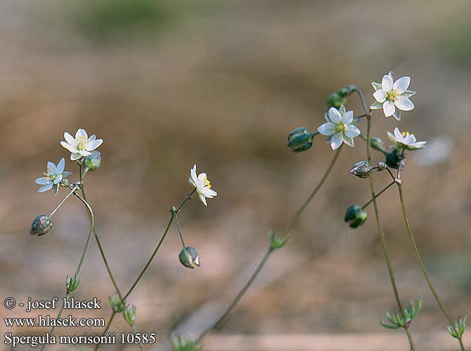 Frühlingsspörgel Pearlwort Spurrey Morison's Spurry Spargoute