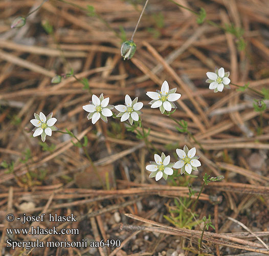 Frühlings-Spergel Frühlingsspörgel Pearlwort Spurrey Morison's Spurry