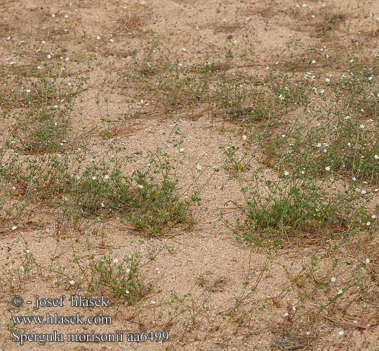 Pearlwort Spurrey Morison's Spurry Spargoute Heidespurrie