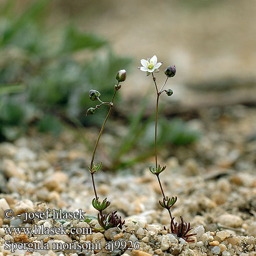 Vårspärgel Pavasarinis kežys Spergula morisonii vernalis