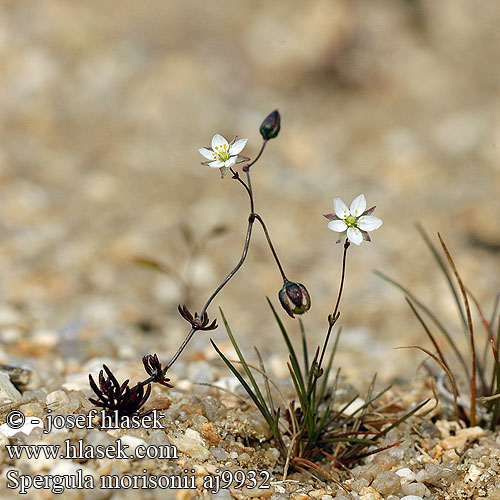 Spergula morisonii vernalis Kolenec Morisonův Frühlings-Spergel