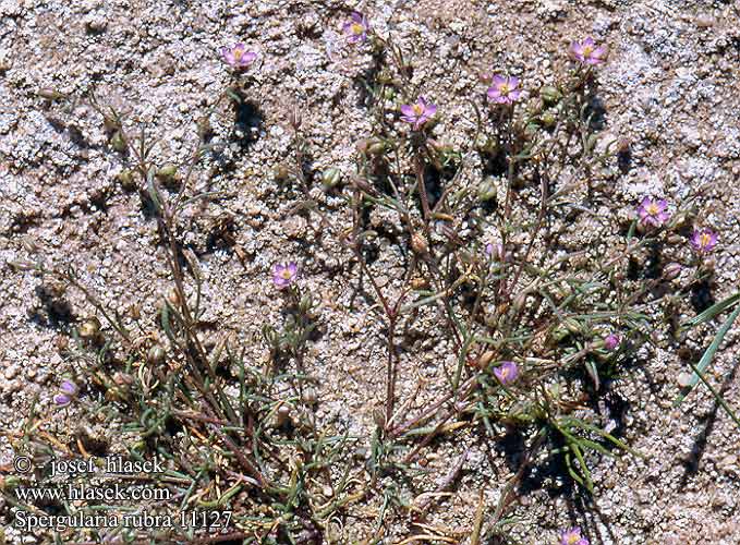 Spergularia rubra Arenaria Kuřinka červená Rote Schuppenmiere Red sandspurry