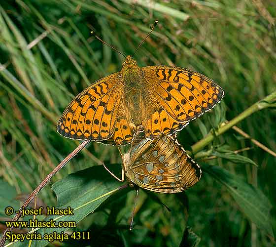 Argynnis aglaja Speyeria Dark Green Fritillary Grote parelmoervlinder Orvokkihopeatäplä Aglaia Großer Perlmutterfalter Perlovec veľký Kerekfoltú gyöngyházlepke Mark-Perlemorsommerfugl Guzel Inci Grand Nacré Dostojka aglaja Perleťovec větší Lunares Piata Ängspärlemorfjäril Stor pärlemorfjäril Dukatpärlefjäril Hobetäpik Aglajaperlemorvinge Velika sedefica ギンボシヒョウモン Перламутровка аглая Bleščeči bisernik