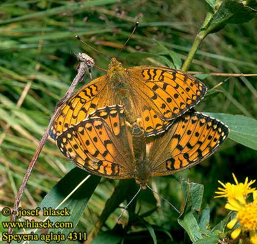 Argynnis aglaja Speyeria Dark Green Fritillary Grote parelmoervlinder Orvokkihopeatäplä Aglaia Großer Perlmutterfalter Perlovec veľký Kerekfoltú gyöngyházlepke Mark-Perlemorsommerfugl Guzel Inci Grand Nacré Dostojka aglaja Perleťovec větší Lunares Piata Ängspärlemorfjäril Stor pärlemorfjäril Dukatpärlefjäril Hobetäpik Aglajaperlemorvinge Velika sedefica ギンボシヒョウモン Перламутровка аглая Bleščeči bisernik