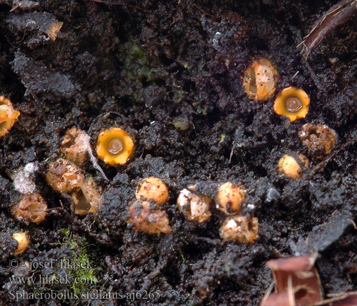 Sphaerobolus stellatus Gemeiner Kugelschneller