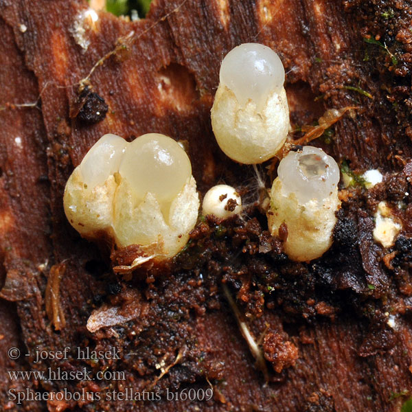 Sphaerobolus stellatus Hrachovec hvězdovitý Shooting Star