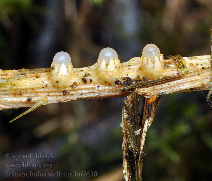 Sphaerobolus_stellatus_bn9630