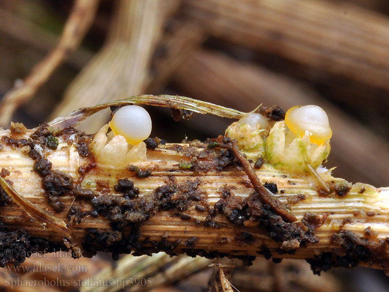 Cannon ball fungus Shooting star Sphaerobolus stellatus