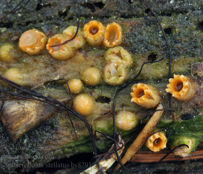 Sphaerobolus stellatus Hrachovec hvězdovitý