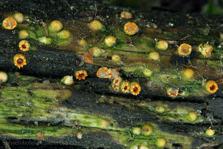 Sphaerobolus stellatus Gemeiner Kugelschneller