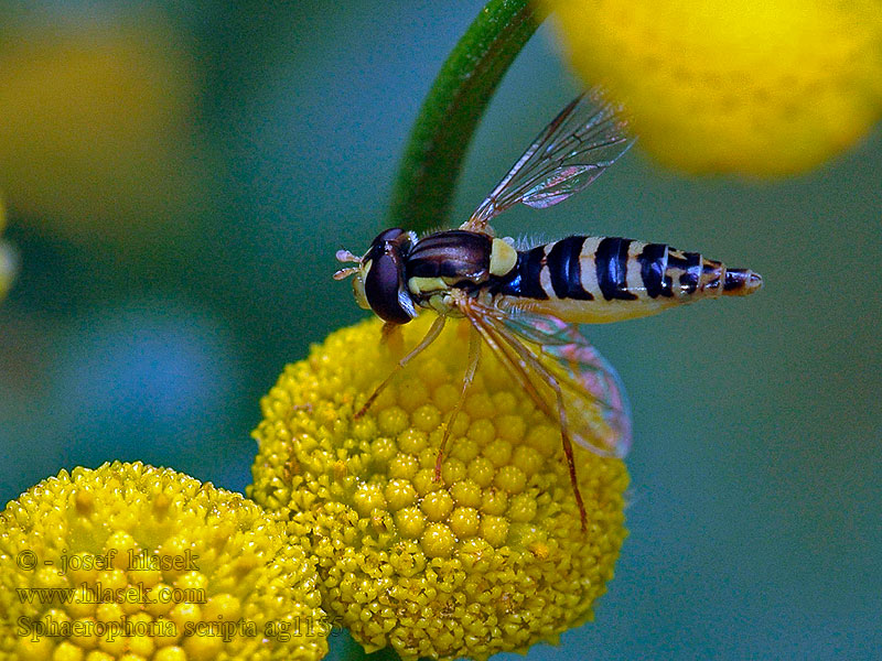 Taggsländfluga 短翅細腹食蚜蠅 Sphaerophoria scripta